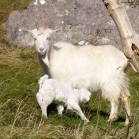Kashmir goat, feral goat